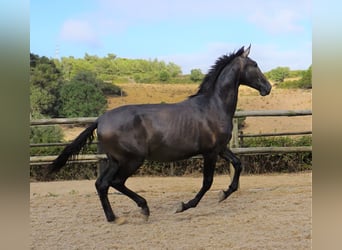Lusitano, Ogier, 1 Rok, 168 cm, Stalowosiwy