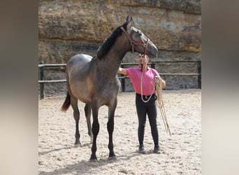 Lusitano, Ogier, 1 Rok, 168 cm, Stalowosiwy