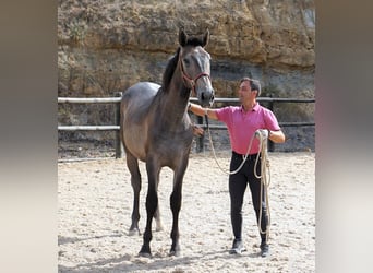 Lusitano, Ogier, 1 Rok, 168 cm, Stalowosiwy