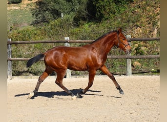 Lusitano, Ogier, 1 Rok, 170 cm, Gniada