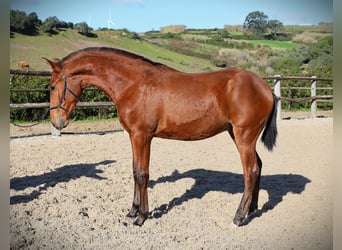 Lusitano, Ogier, 1 Rok, 170 cm, Gniada