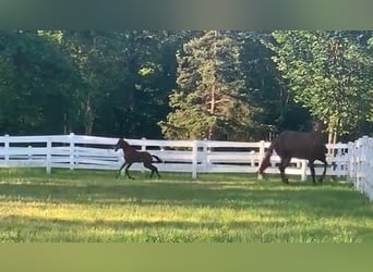 Lusitano, Ogier, 1 Rok, 173 cm, Gniada