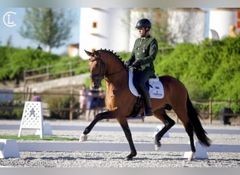Lusitano, Ogier, 1 Rok, 173 cm, Gniada