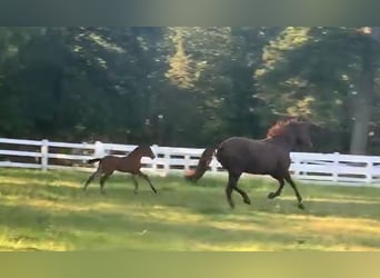 Lusitano, Ogier, 1 Rok, 173 cm, Gniada