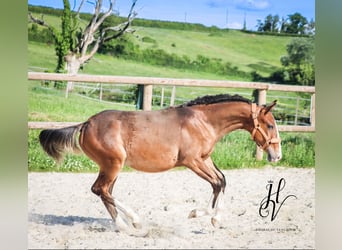 Lusitano, Ogier, 1 Rok, Gniada