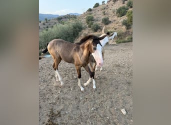 Lusitano, Ogier, 1 Rok