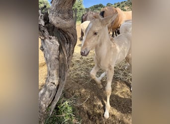 Lusitano, Ogier, 1 Rok