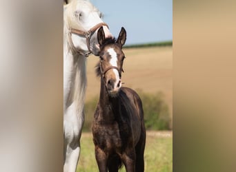 Lusitano, Ogier, 1 Rok, Może być siwy