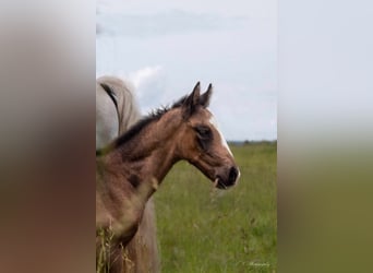 Lusitano, Ogier, 1 Rok, Może być siwy