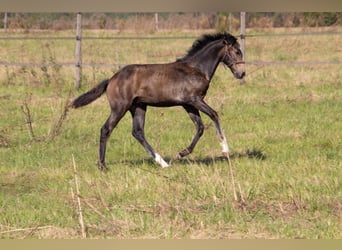 Lusitano, Ogier, 1 Rok, Może być siwy