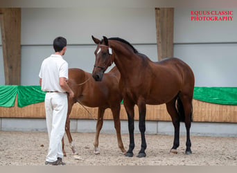 Lusitano, Ogier, 1 Rok, Perłowa