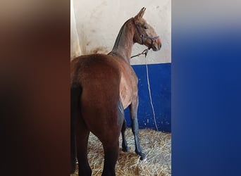 Lusitano, Ogier, 1 Rok, Siwa