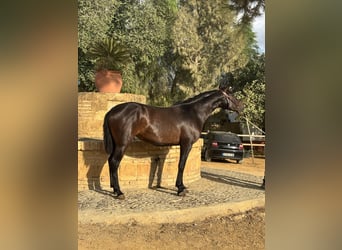 Lusitano, Ogier, 2 lat, 150 cm, Gniada
