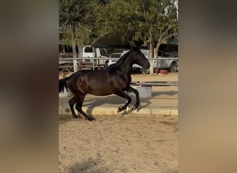 Lusitano, Ogier, 2 lat, 150 cm, Gniada