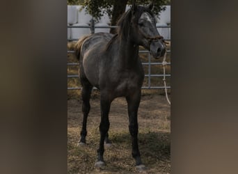 Lusitano, Ogier, 2 lat, 154 cm, Siwa