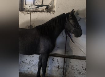 Lusitano, Ogier, 2 lat, 154 cm, Siwa
