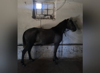 Lusitano, Ogier, 2 lat, 154 cm, Siwa