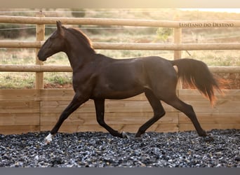 Lusitano Mix, Ogier, 2 lat, 155 cm, Kara