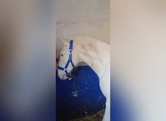 Lusitano, Ogier, 2 lat, 155 cm, Perlino