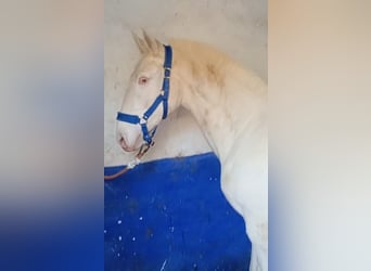 Lusitano, Ogier, 2 lat, 155 cm, Perlino