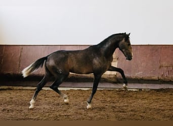 Lusitano, Ogier, 2 lat, 156 cm, Siwa