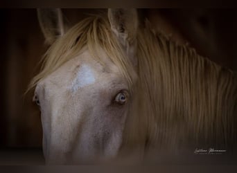 Lusitano, Ogier, 2 lat, 158 cm, Perlino