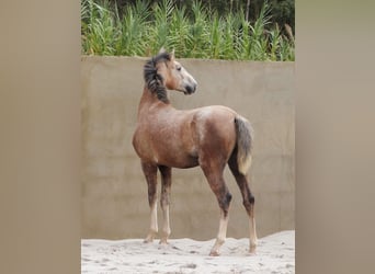 Lusitano, Ogier, 2 lat, 158 cm, Siwa