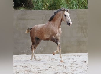 Lusitano, Ogier, 2 lat, 158 cm, Siwa