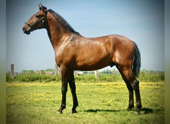 Lusitano, Ogier, 2 lat, 160 cm, Gniada