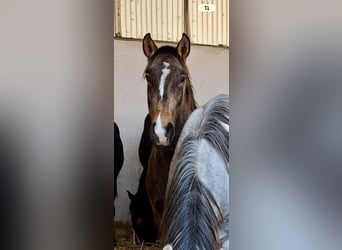 Lusitano, Ogier, 2 lat, 160 cm, Jelenia