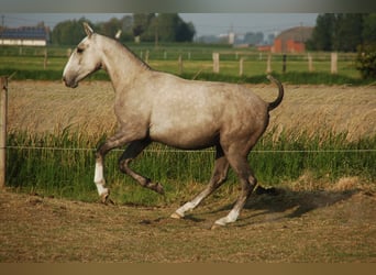 Lusitano, Ogier, 2 lat, 160 cm, Siwa