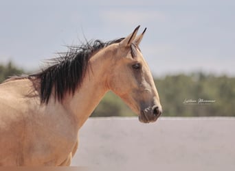 Lusitano, Ogier, 2 lat, 161 cm, Jelenia