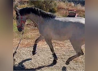 Lusitano, Ogier, 2 lat, 161 cm, Siwa