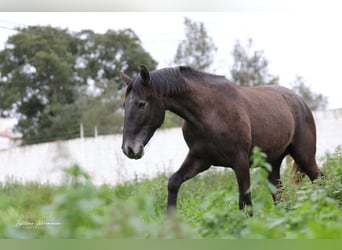 Lusitano, Ogier, 2 lat, 162 cm, Siwa