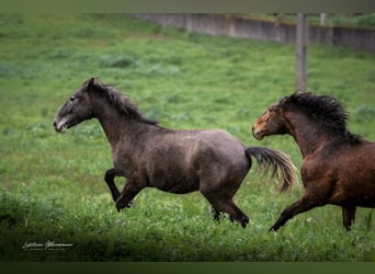 Lusitano, Ogier, 2 lat, 162 cm, Siwa