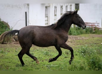 Lusitano, Ogier, 2 lat, 162 cm, Siwa