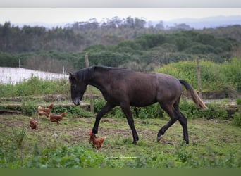 Lusitano, Ogier, 2 lat, 162 cm, Siwa