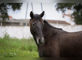 Lusitano, Ogier, 2 lat, 162 cm, Siwa