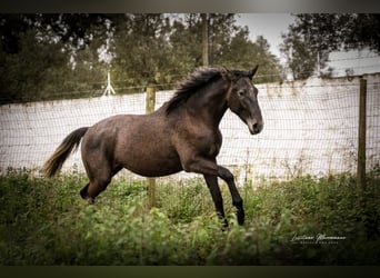 Lusitano, Ogier, 2 lat, 162 cm, Siwa