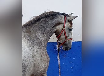 Lusitano, Ogier, 2 lat, 162 cm, Siwa