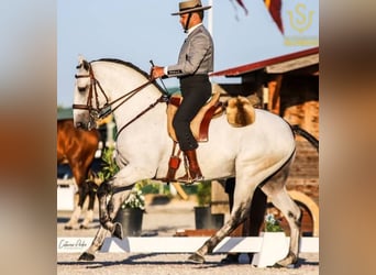Lusitano, Ogier, 2 lat, 162 cm, Siwa