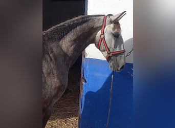 Lusitano, Ogier, 2 lat, 162 cm, Siwa
