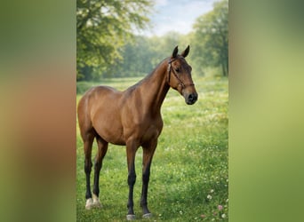 Lusitano, Ogier, 2 lat, 164 cm, Gniada