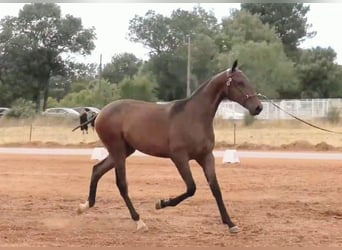 Lusitano, Ogier, 2 lat, 164 cm, Gniada