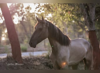 Lusitano, Ogier, 2 lat, 164 cm, Grullo