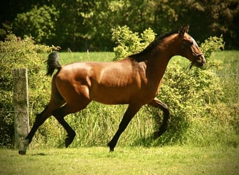 Lusitano, Ogier, 2 lat, 165 cm, Gniada