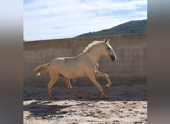 Lusitano, Ogier, 2 lat, 166 cm, Izabelowata
