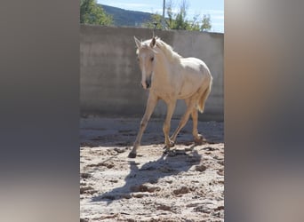 Lusitano, Ogier, 2 lat, 166 cm, Izabelowata