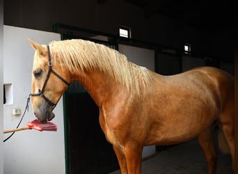 Lusitano, Ogier, 2 lat, 170 cm, Izabelowata