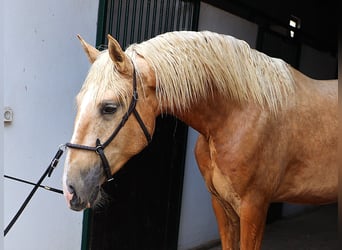 Lusitano, Ogier, 2 lat, 170 cm, Izabelowata